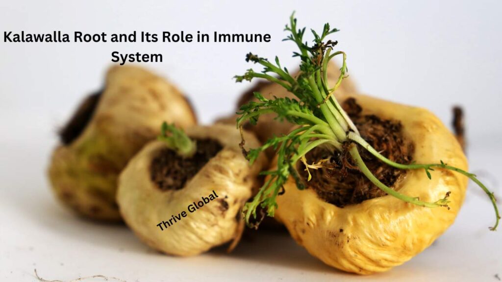 Kalawalla Root and Its Role in Immune System