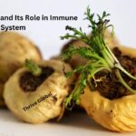 Kalawalla Root and Its Role in Immune System