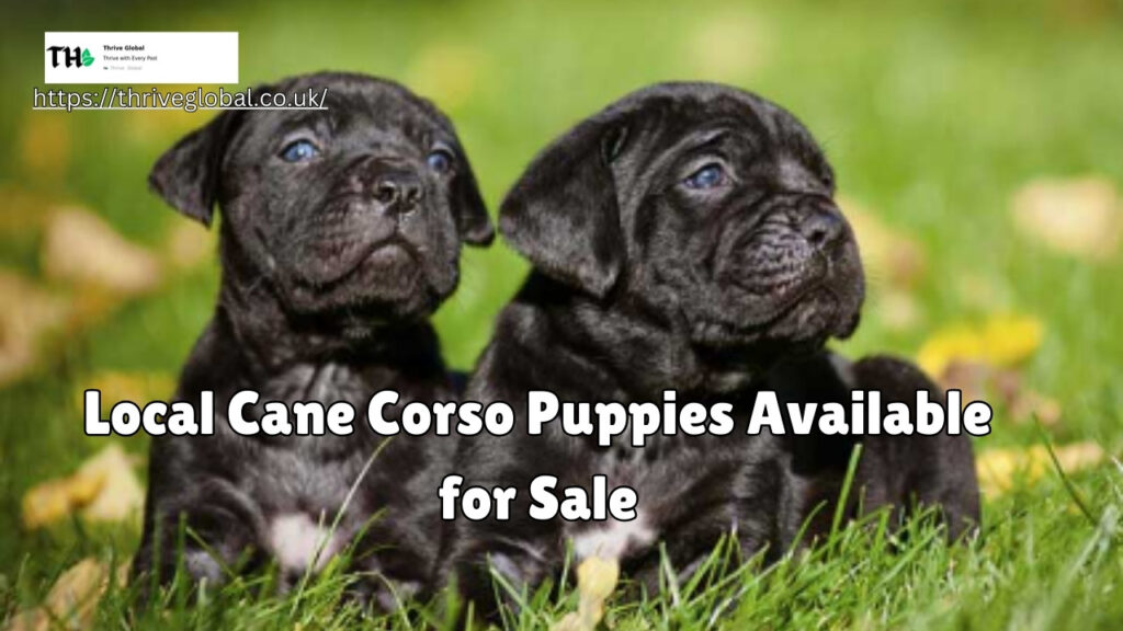 Adorable local Cane Corso puppies available for sale