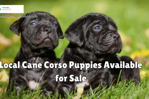 Adorable local Cane Corso puppies available for sale