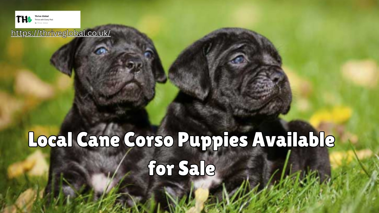 Adorable local Cane Corso puppies available for sale