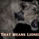 Name That Means Lioness NYT: All You Need To Know