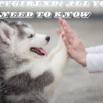 Puppygirlxd: All You Need To Know