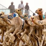 Best Camel Racing Predictions