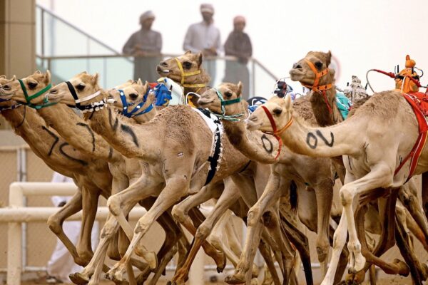 Best Camel Racing Predictions