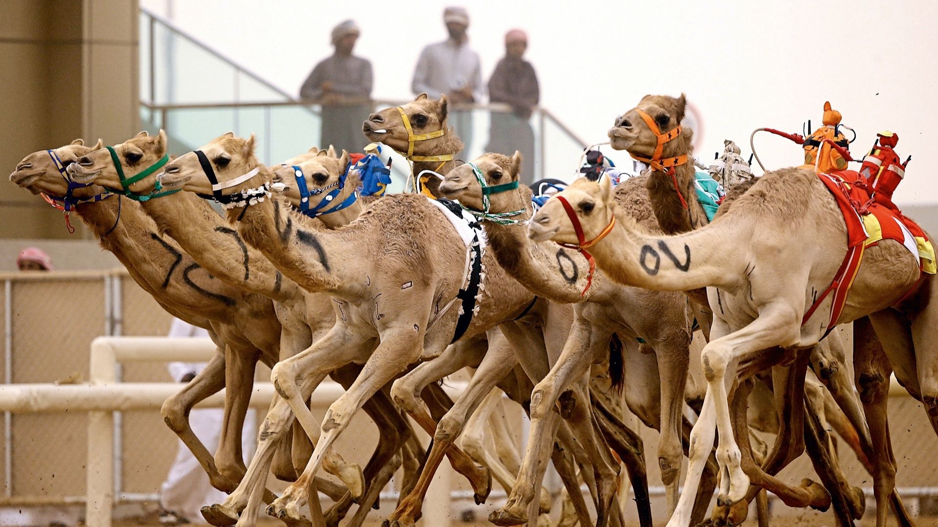 Best Camel Racing Predictions