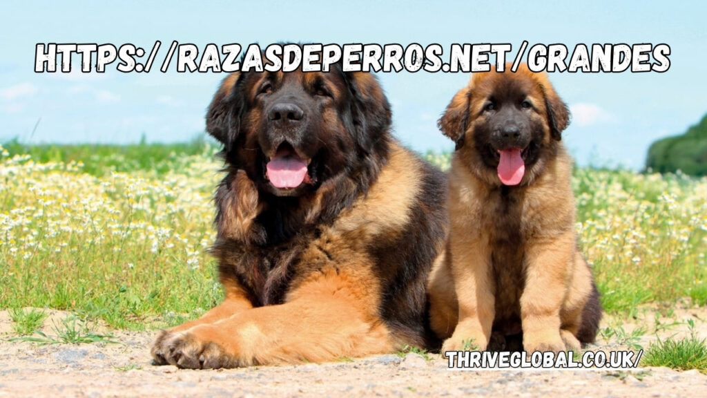 https://razasdeperros.net/grandes