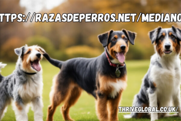 https://razasdeperros.net/medianos