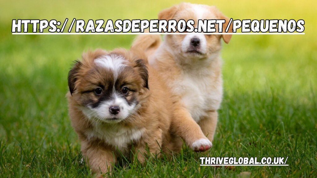 https://razasdeperros.net/pequenos