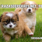 https://razasdeperros.net/pequenos