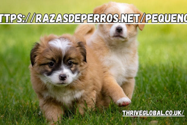 https://razasdeperros.net/pequenos